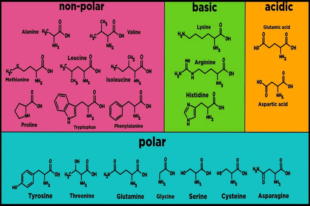 leucine and lysine