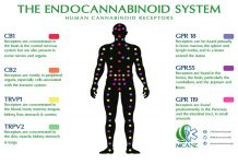 Endocannabinoid System