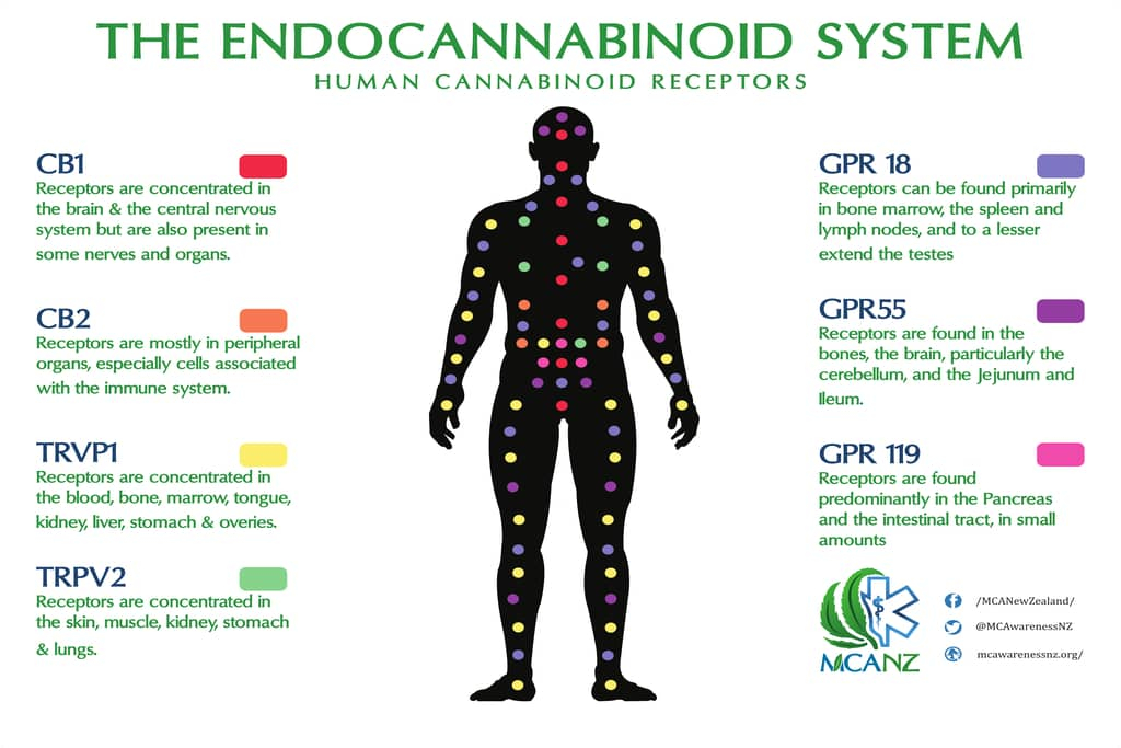 How The Endocannabinoid System Works A Complete Guide ⋆ CRECSO
