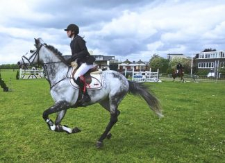 How To Prepare Your Horse for Show