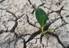 Reviving Drought Stressed Plants