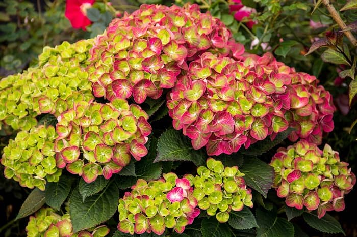 Plant Flowering Shrubs for Fall Color
