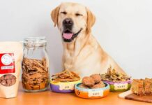 Best Dog Treats