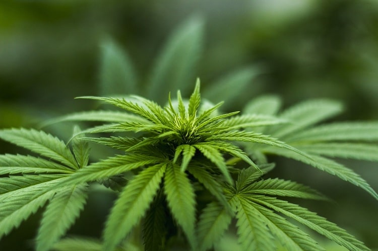 herb-hemp-plant-cab-cannabinoid