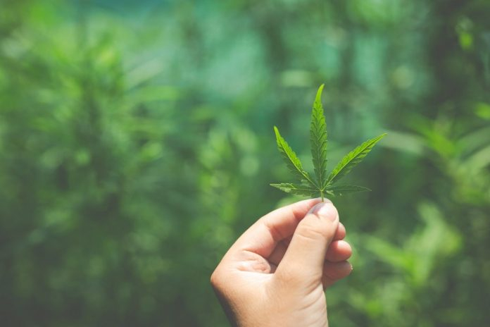 Strongest Kratom In Your Daily Routine