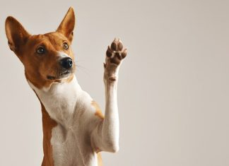 Benefits of Nature's Protection for Pet Nutrition