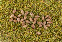 Bermuda grass seeds in lawn