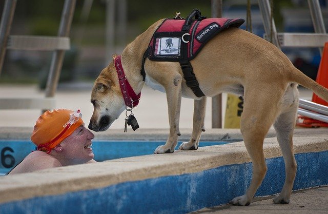 swimmer-handicapped-service-dog
